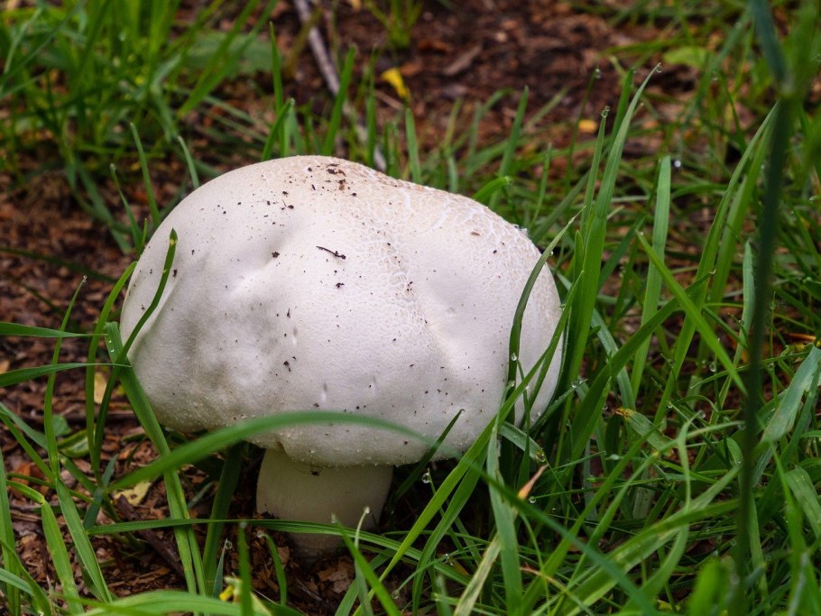 Coprinus comatus Википедия