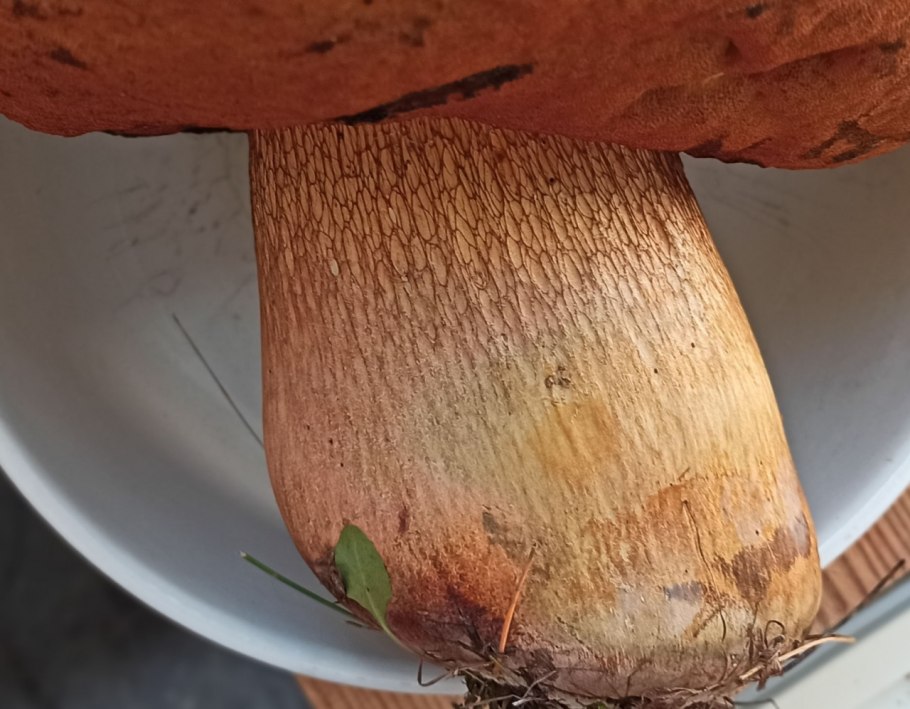 Корни гриба Дубовика