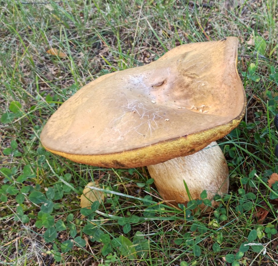 Гриб Дубовик обыкновенный