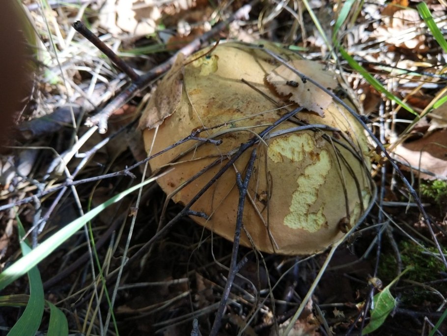 Грибы на срезе зеленые