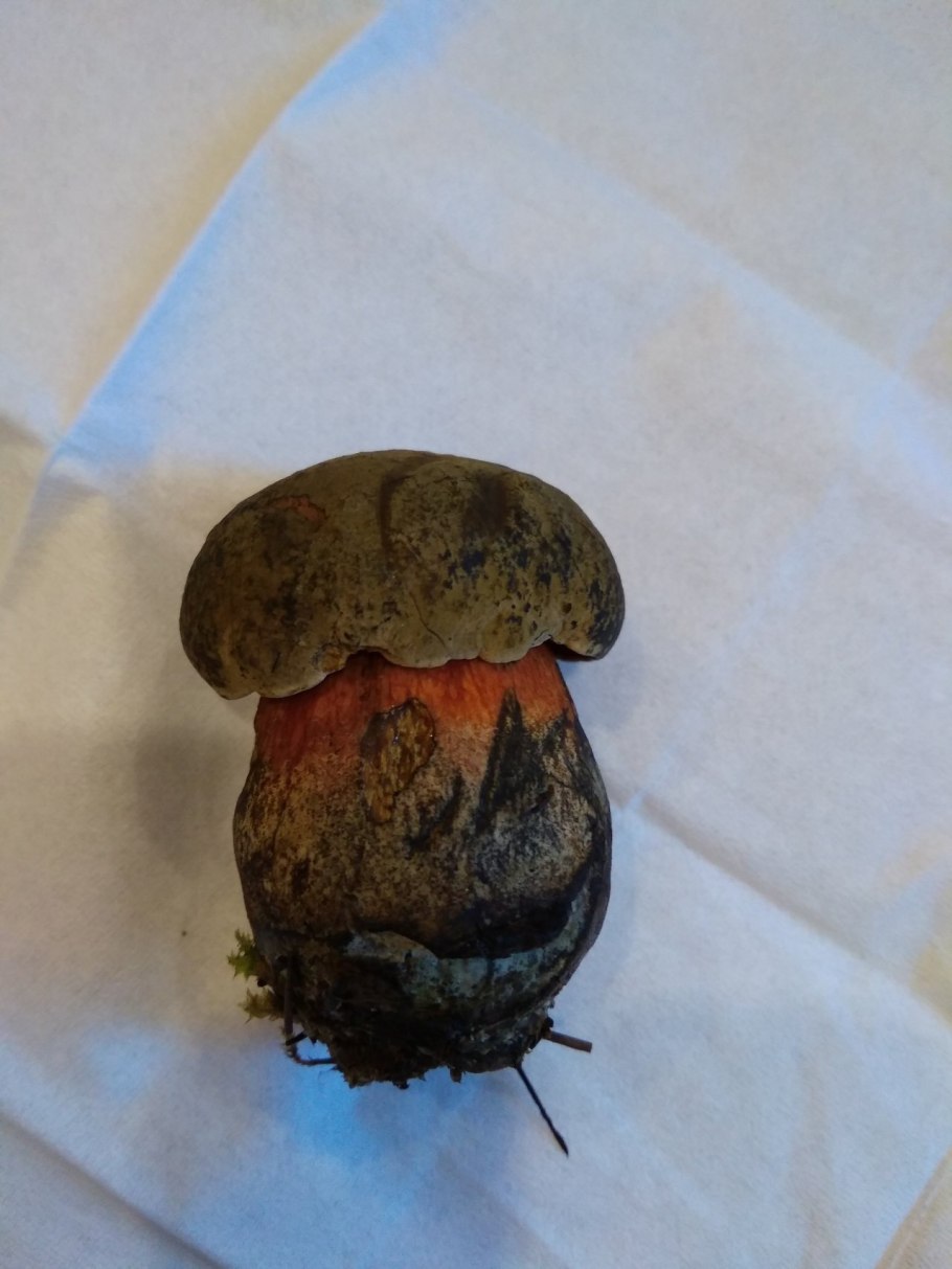 Дубовик крапчатый синеет