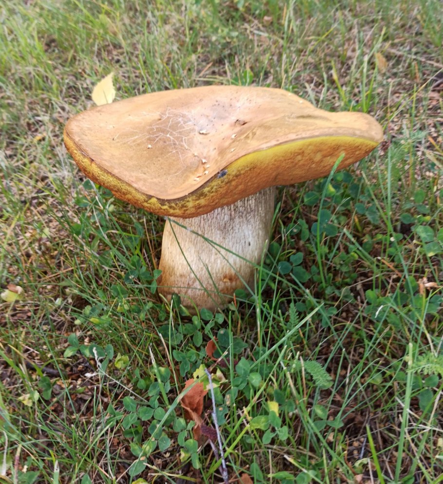 Белый гриб Дубовик