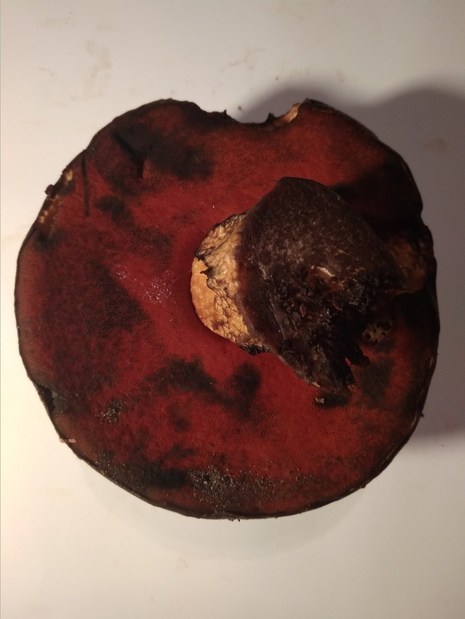 Дубовик крапчатый на срезе