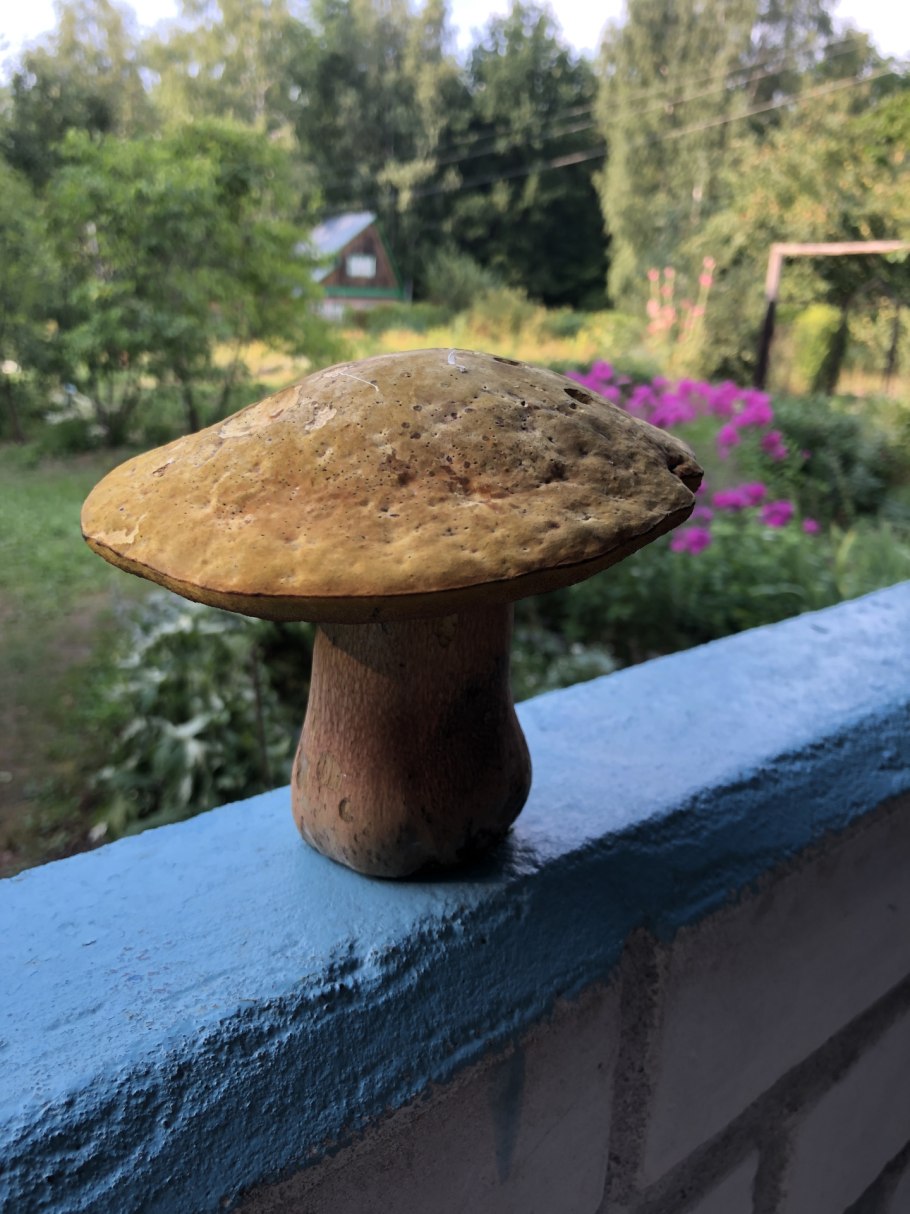 Дубовик оливково-бурый