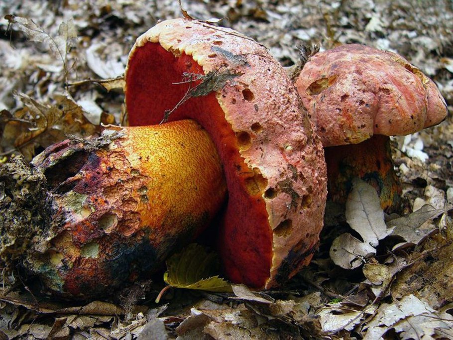 Боровик пурпурный Boletus purpureus