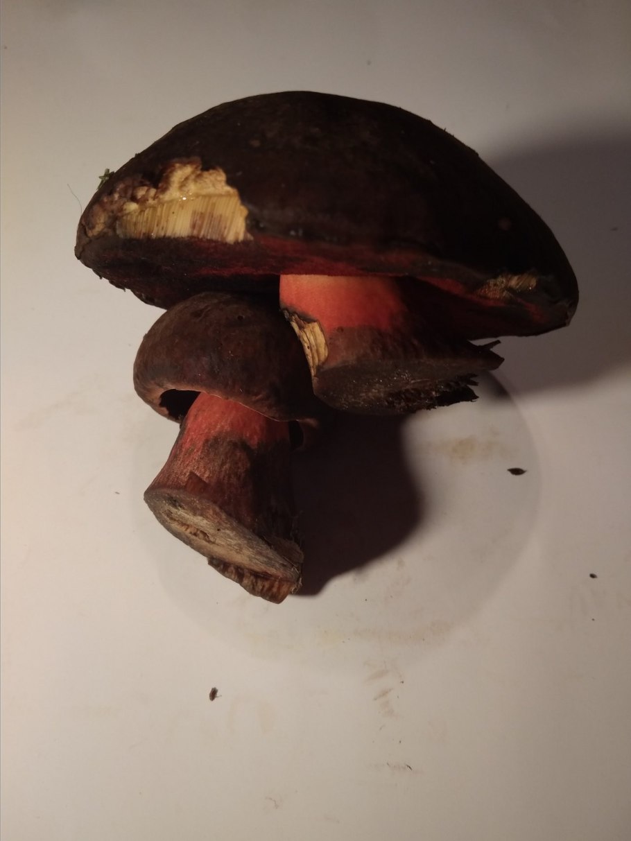 Дубовик крапчатый на срезе