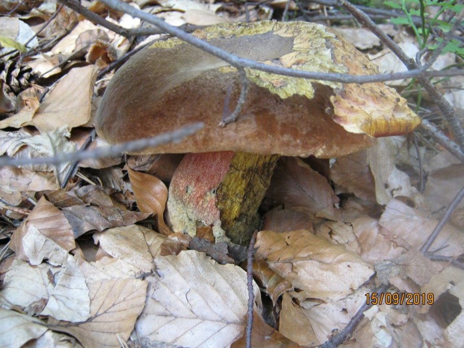 Болетус красноножковый Neoboletus erythropus