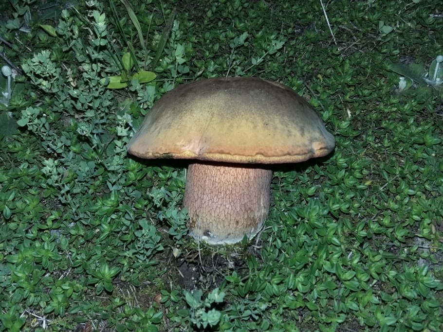 Дубовик Келли съедобный