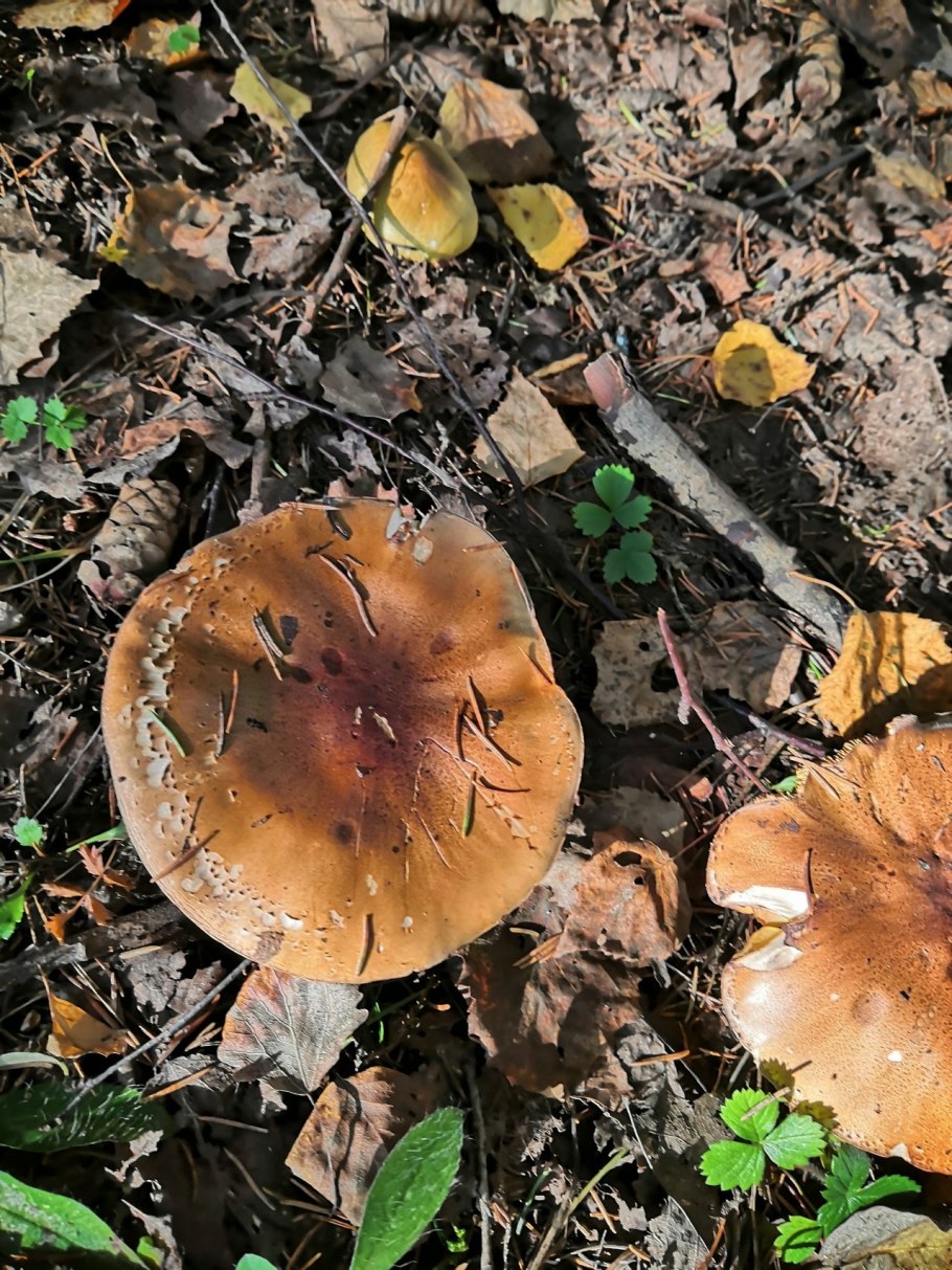Рядовка серая Tricholoma portentosum.