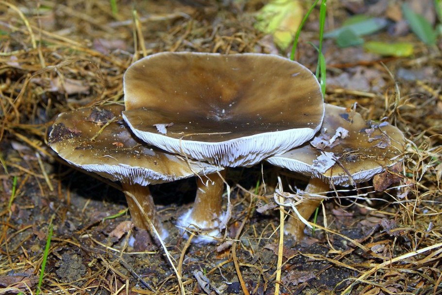 Рядовка Еловая Tricholoma aestuans