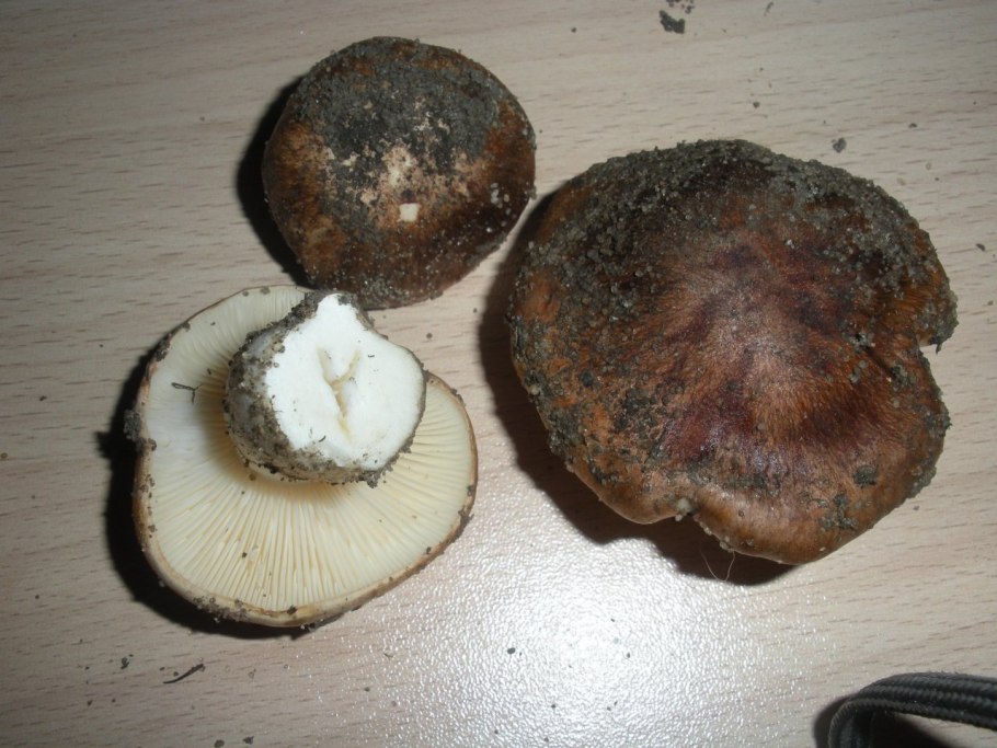 Млечник оранжевый съедобный