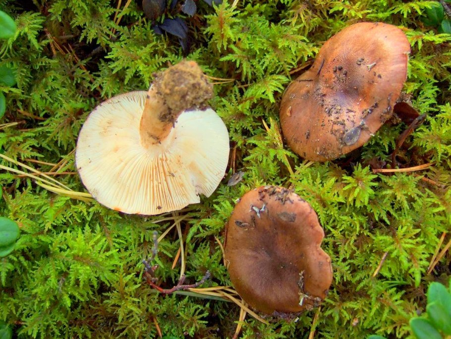 Рядовка коричневая Tricholoma imbricatum