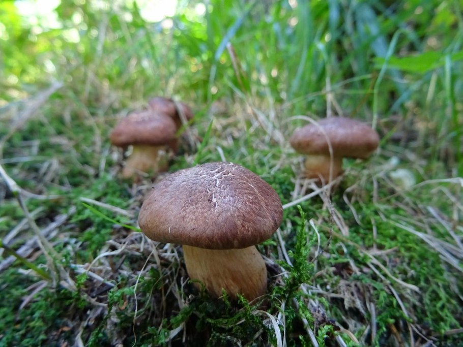 Рядовка коричневая Tricholoma imbricatum