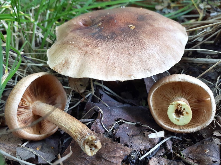 Рядовка Чешуйчатая Tricholoma imbricatum
