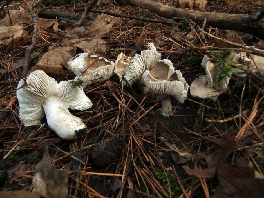 Рядовка голубиная tricholoma columbetta