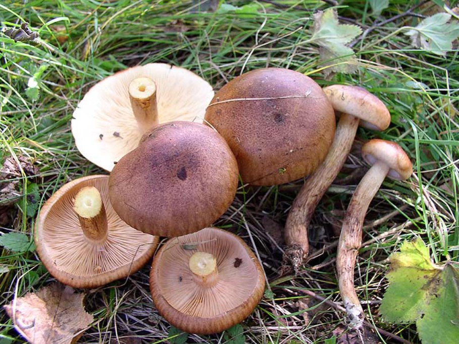 Рядовка бело-коричневая Tricholoma albobrunneum