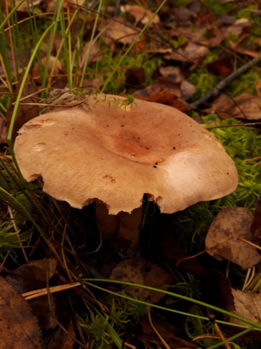 Млечник серо-розовый Lactarius helvus