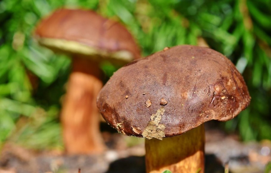 Рядовка бородатая Tricholoma Vaccinum