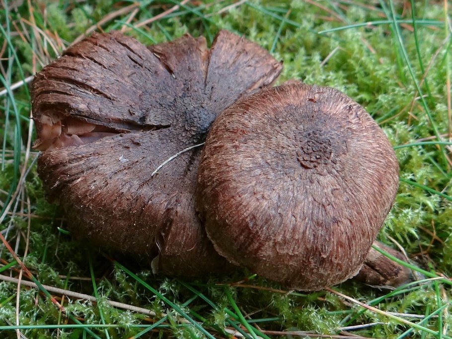 Волоконница разорванная (Inocybe lacera)