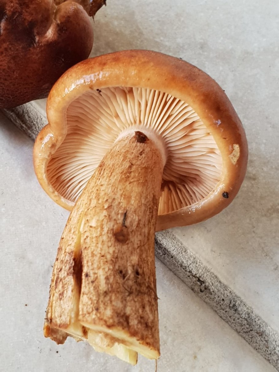 Рядовка буро-желтая Tricholoma fulvum