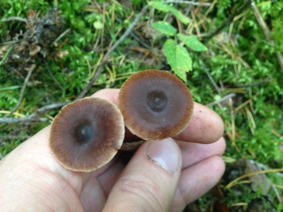 Грибы темно коричневого цвета