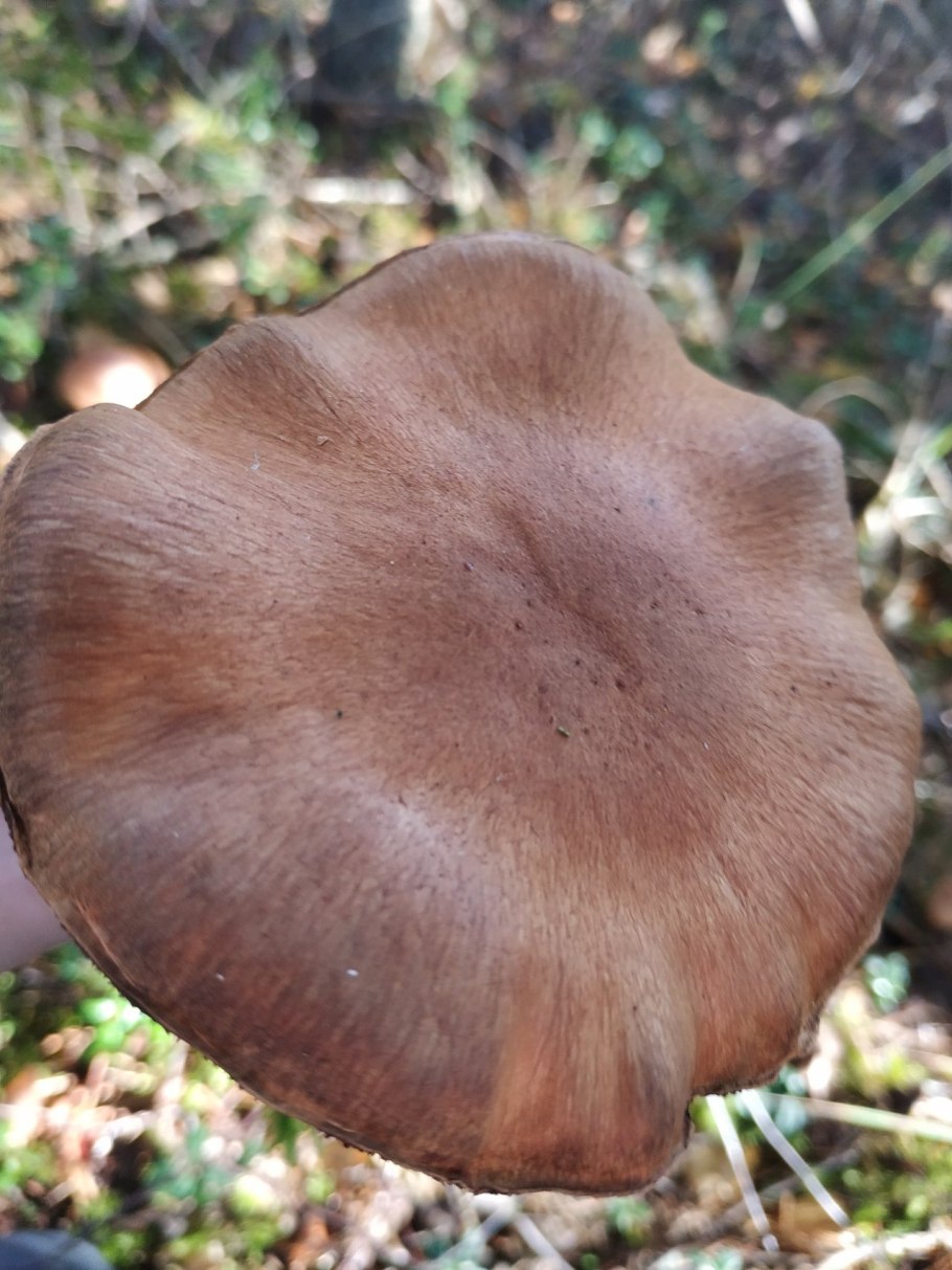 Паутинник браслетчатый