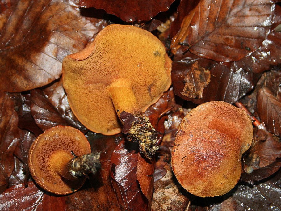 Chalciporus piperatus