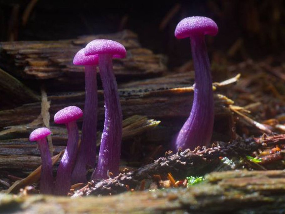 Паутинник фиолетовый