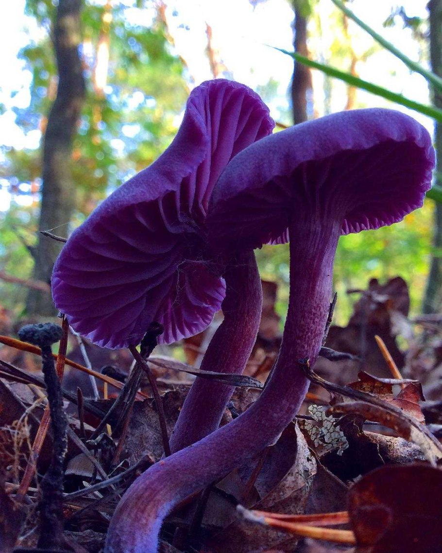 Laccaria amethystina