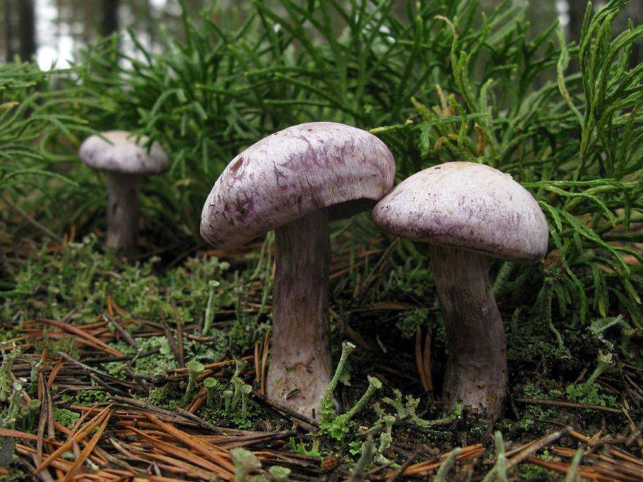 Паутинник камфорный cortinarius camphoratus