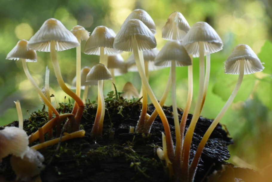 Синий осенний гриб