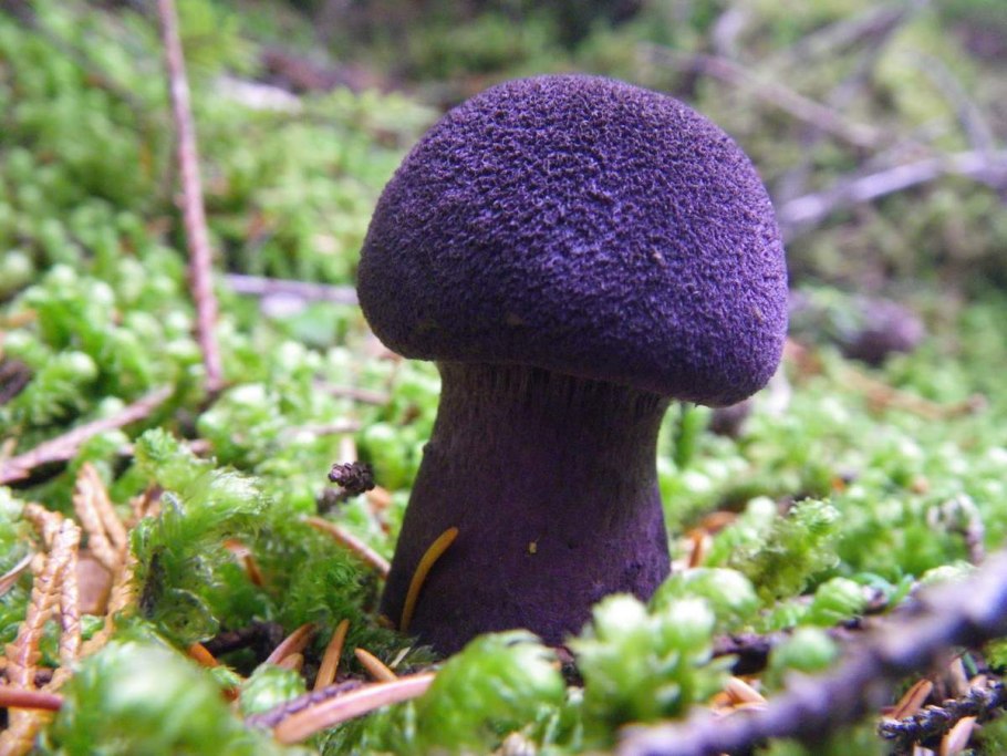 Cortinarius camphoratus