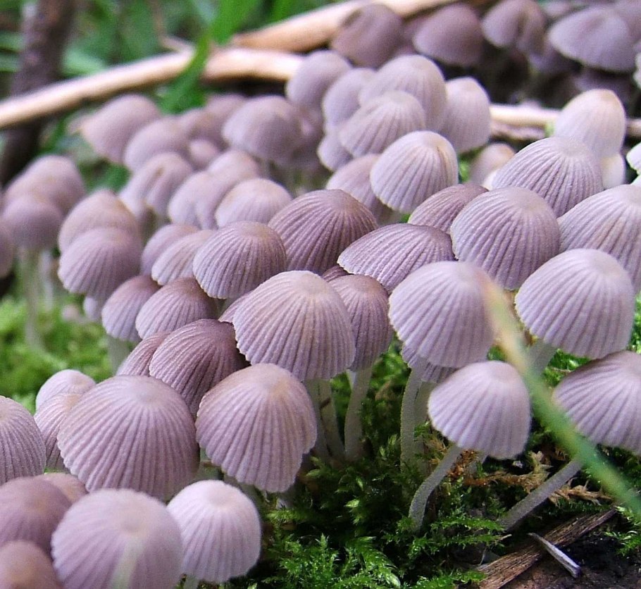 Паутинник фиолетовый ложный