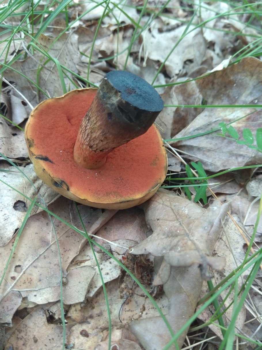 Гриб поддубовик (Дубовик)