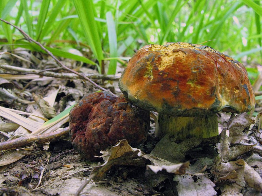 Поддубовик крапчатый