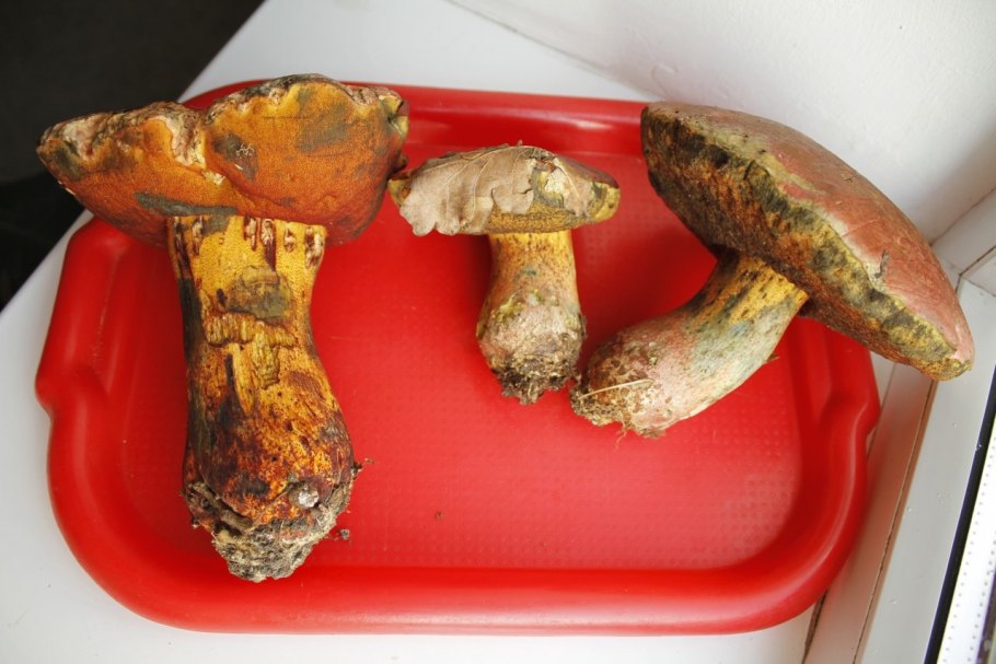 Гиропорус синеющий, синяк