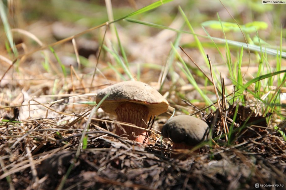 Гриб Боровик прекрасный