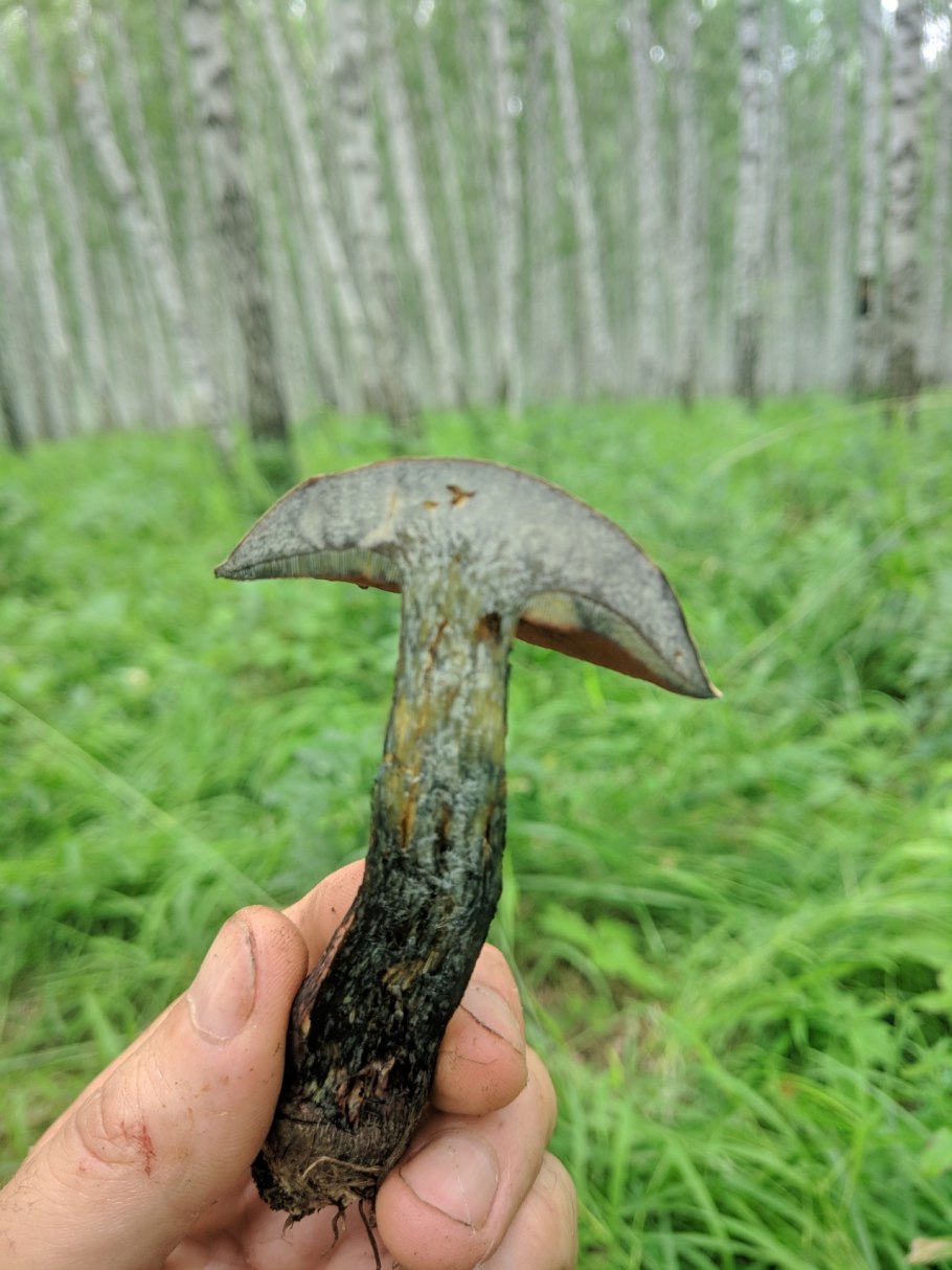 Гриб поддубовик сатанинский