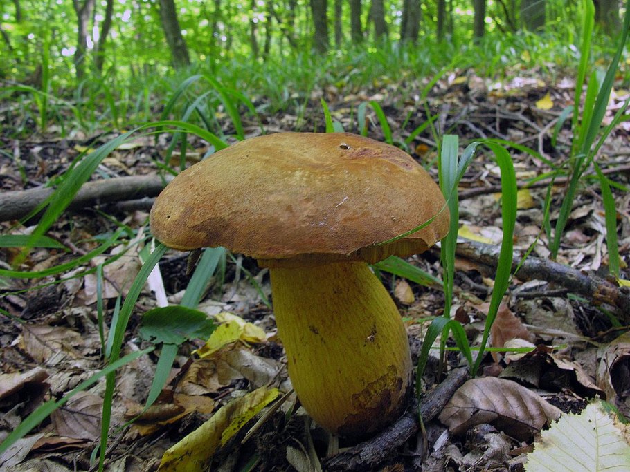 Ложный поддубник