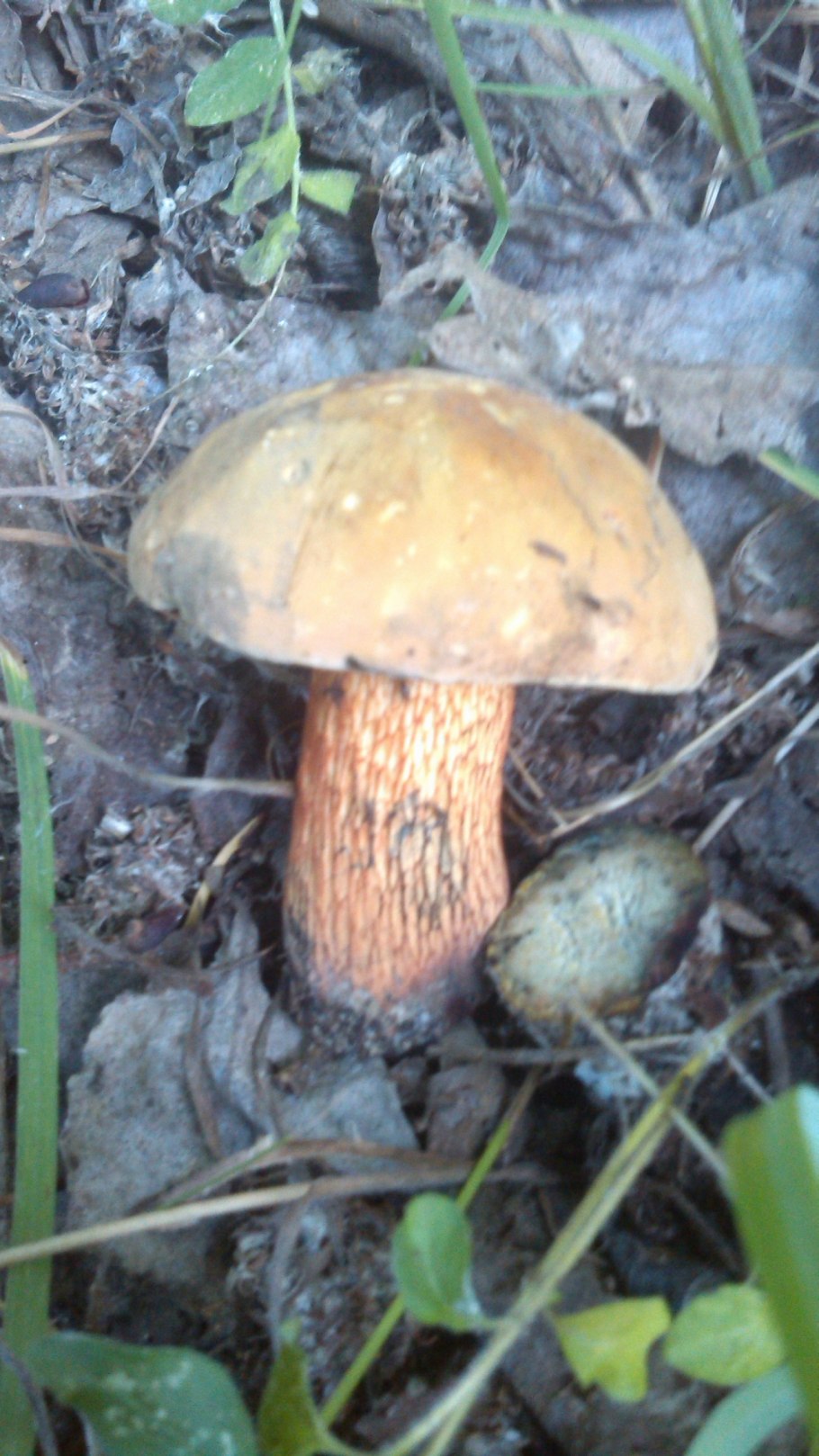 Дубовики поддубовики