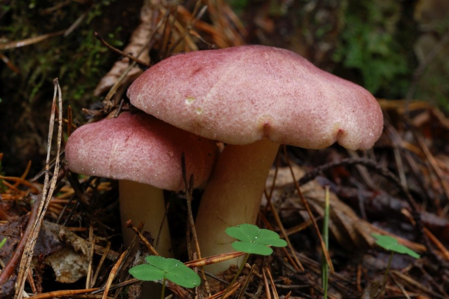 Tricholomopsis rutilans