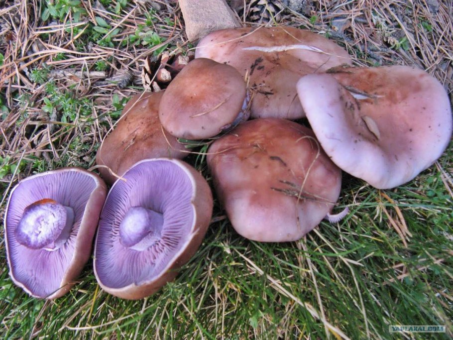 Рядовка розовая