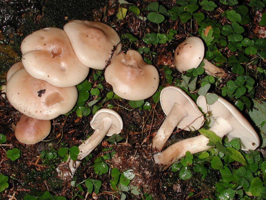 Рядовка опоясанная Tricholoma cingulatum