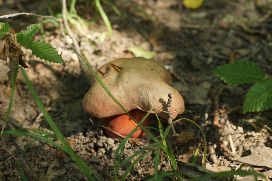 Галя гриб. Боровик Волчий (Rubroboletus Lupinus). Rubroboletus legaliae. Боровик Ле Галь (Rubroboletus legaliae). Боровик укореняющийся фото.