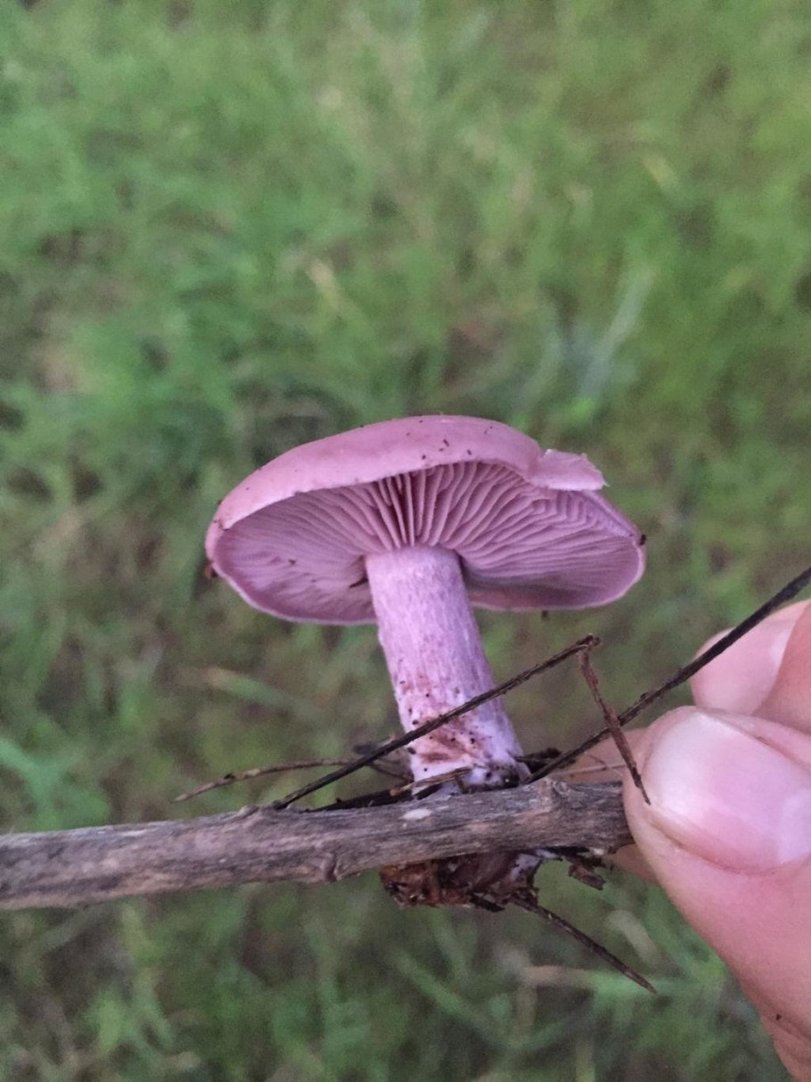 Жемчужная рядовка