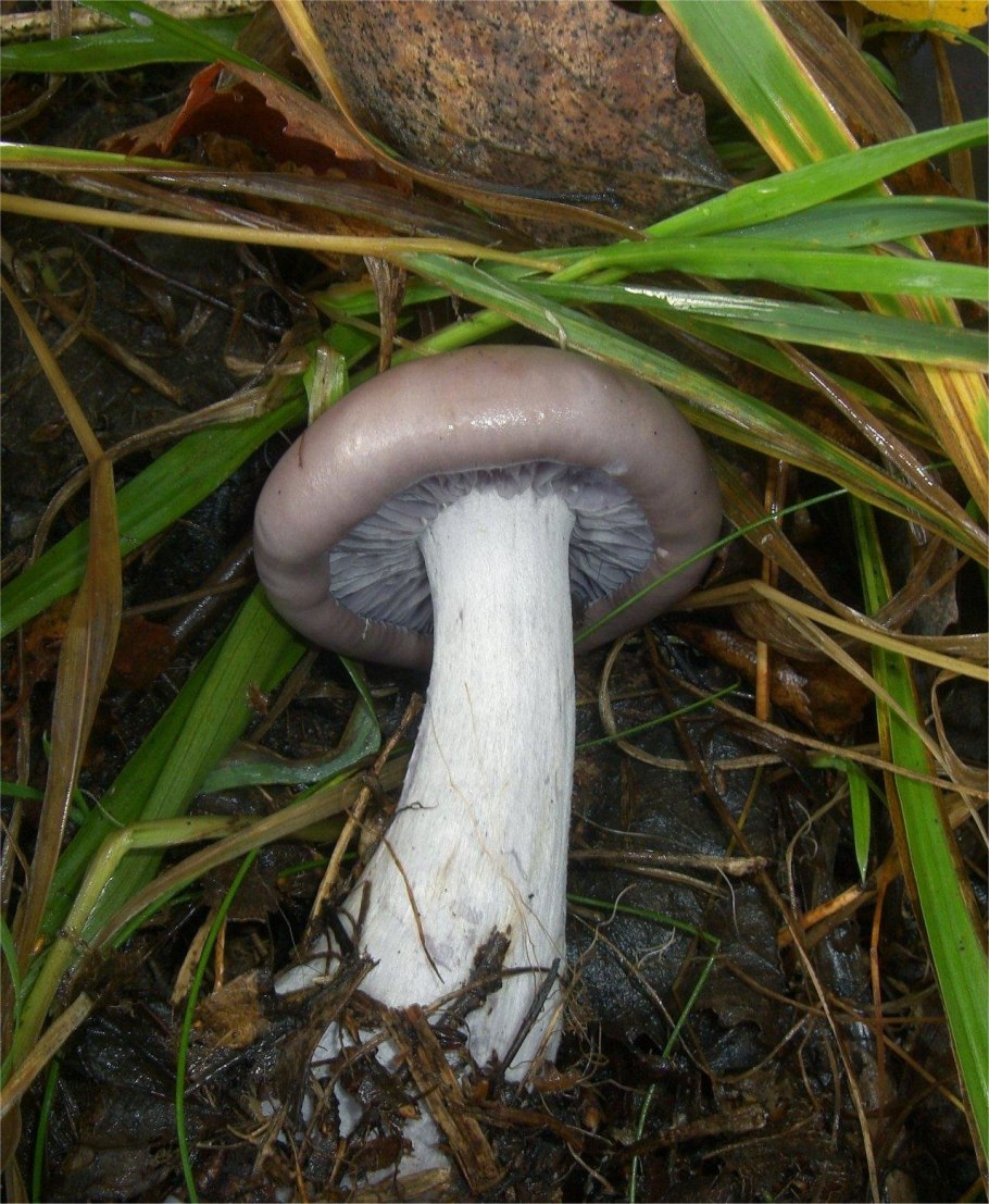 Рядовка леписта