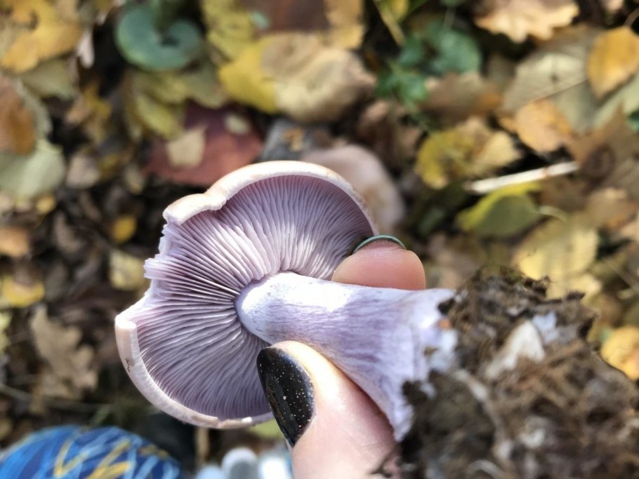 Пластинчатые грибы синяя ножка