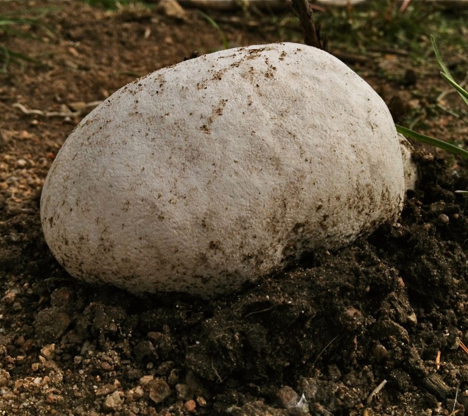 Гриб Calvatia gigantea