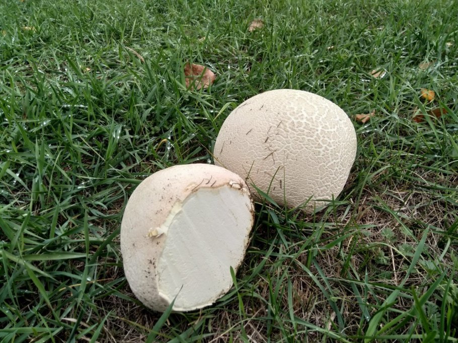 Гриб Calvatia gigantea