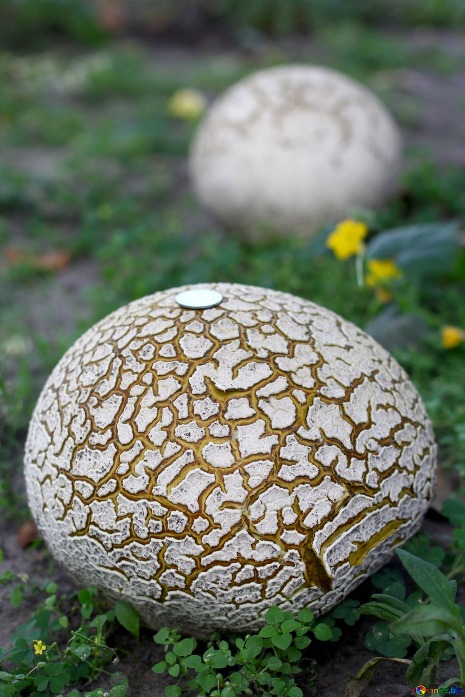 Гриб дождевик пороховик